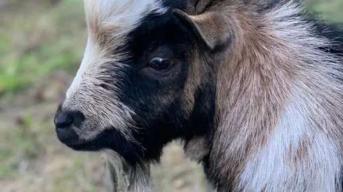 Melun : un appel à l’aide pour retrouver Louis et Vuitton